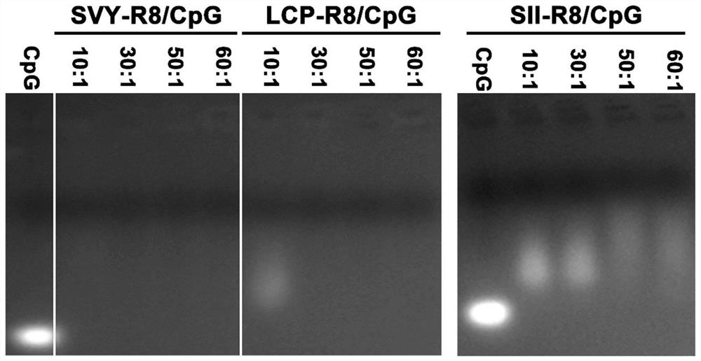 Preparation and application of cationic epitope vaccine