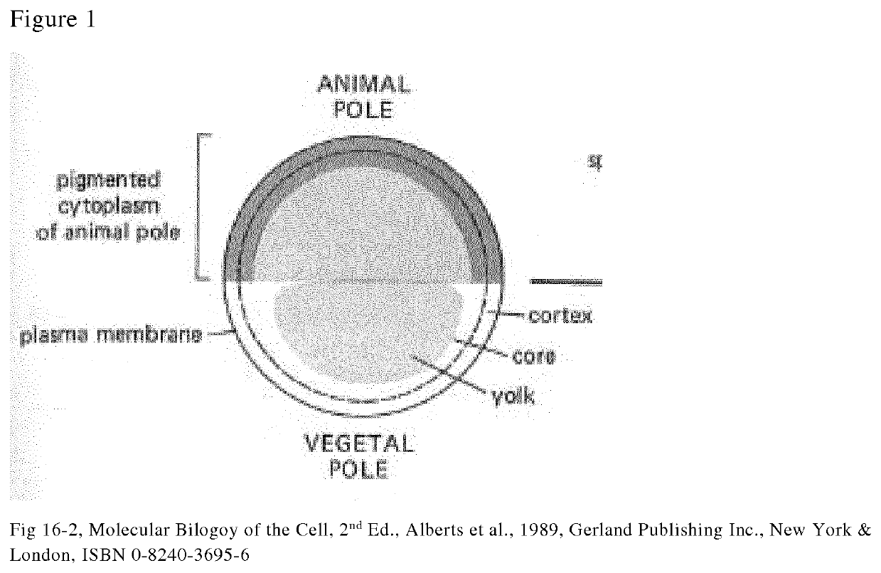 Method for removal of yolk