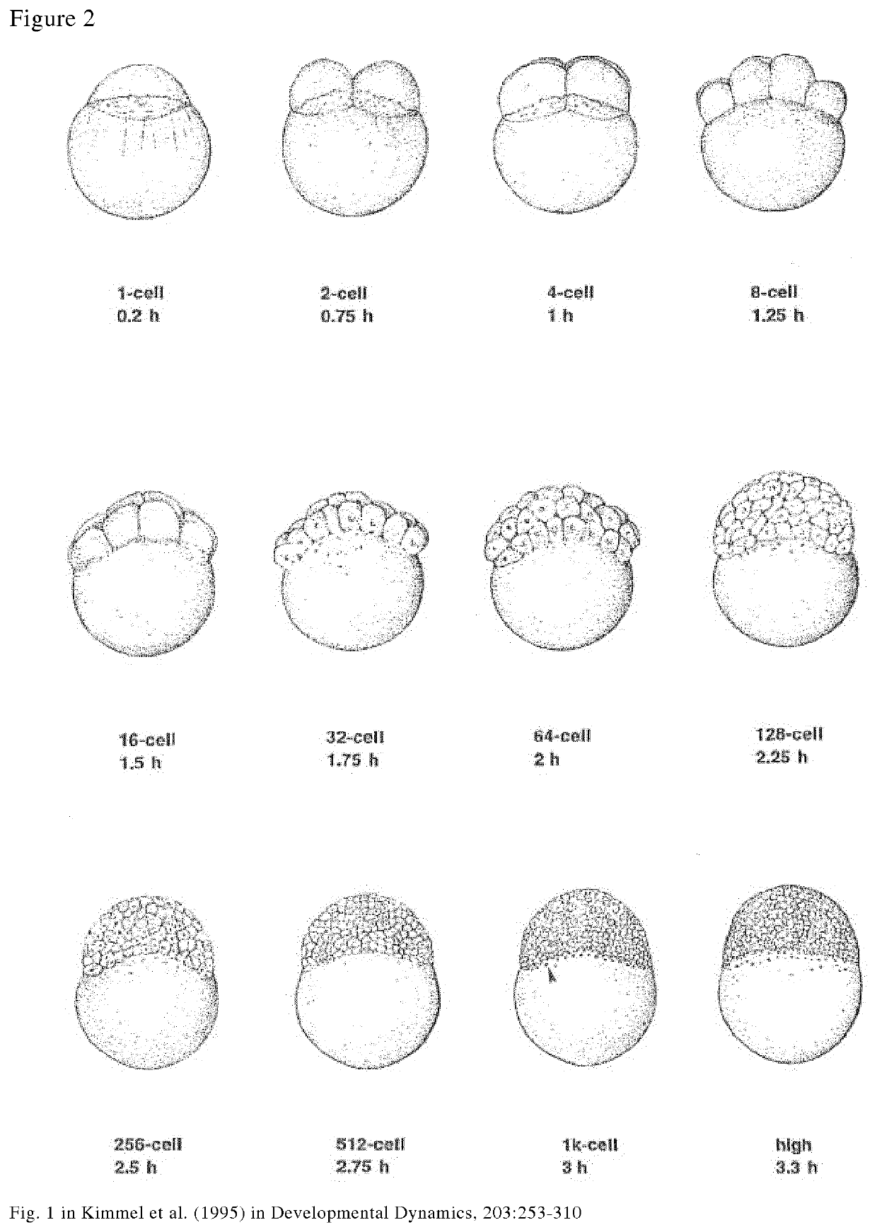 Method for removal of yolk