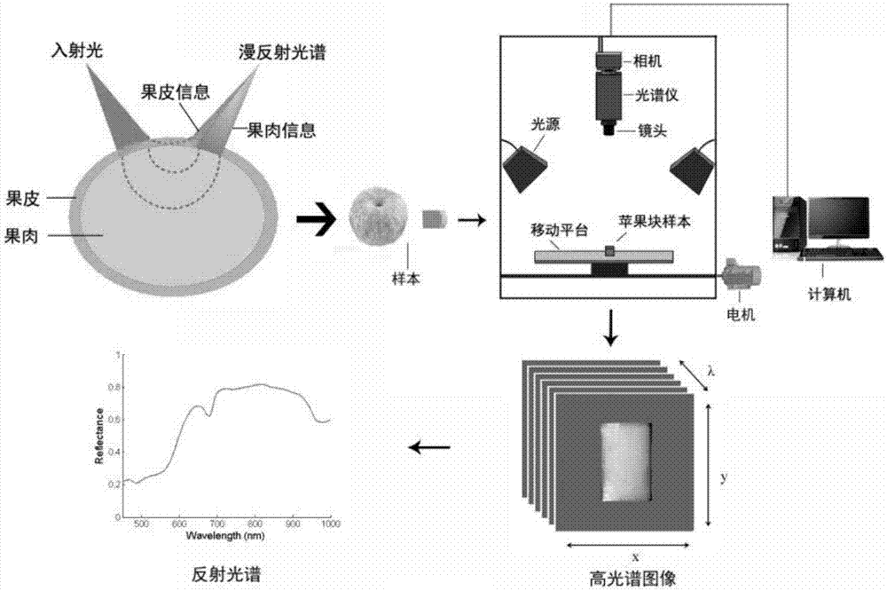 Nondestructive testing method and device for fruits