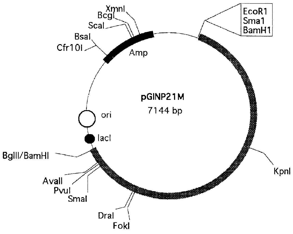 Vectors expressing ice nucleation protein fusions for cell surface anchoring of foreign proteins