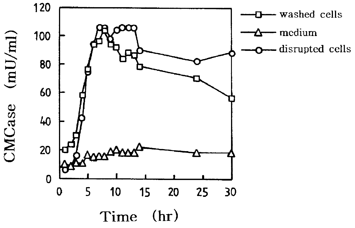 Vectors expressing ice nucleation protein fusions for cell surface anchoring of foreign proteins