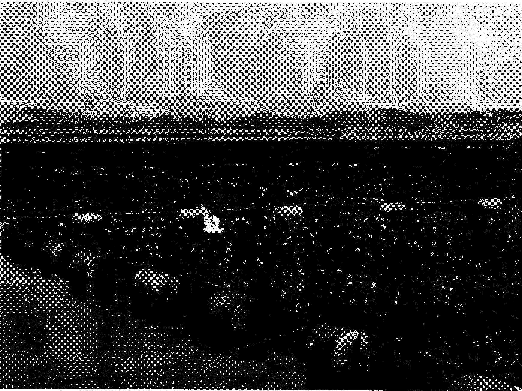 Method for plating water hyacinth with control in open water