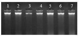 A rapid and efficient method for extracting genomic DNA from mammalian ear tissue