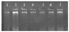 A rapid and efficient method for extracting genomic DNA from mammalian ear tissue