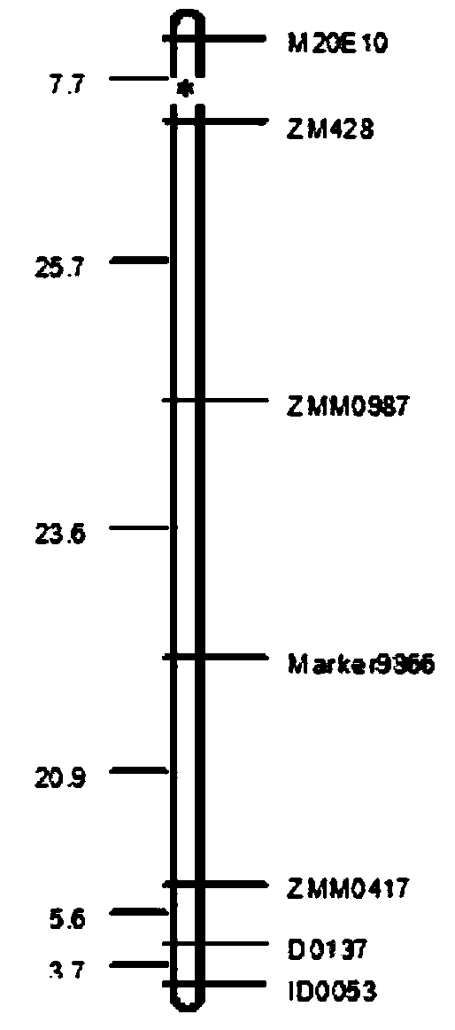 Molecular marker tightly linked with main effective genetic locus embodying sesame dampness resistance and application thereof