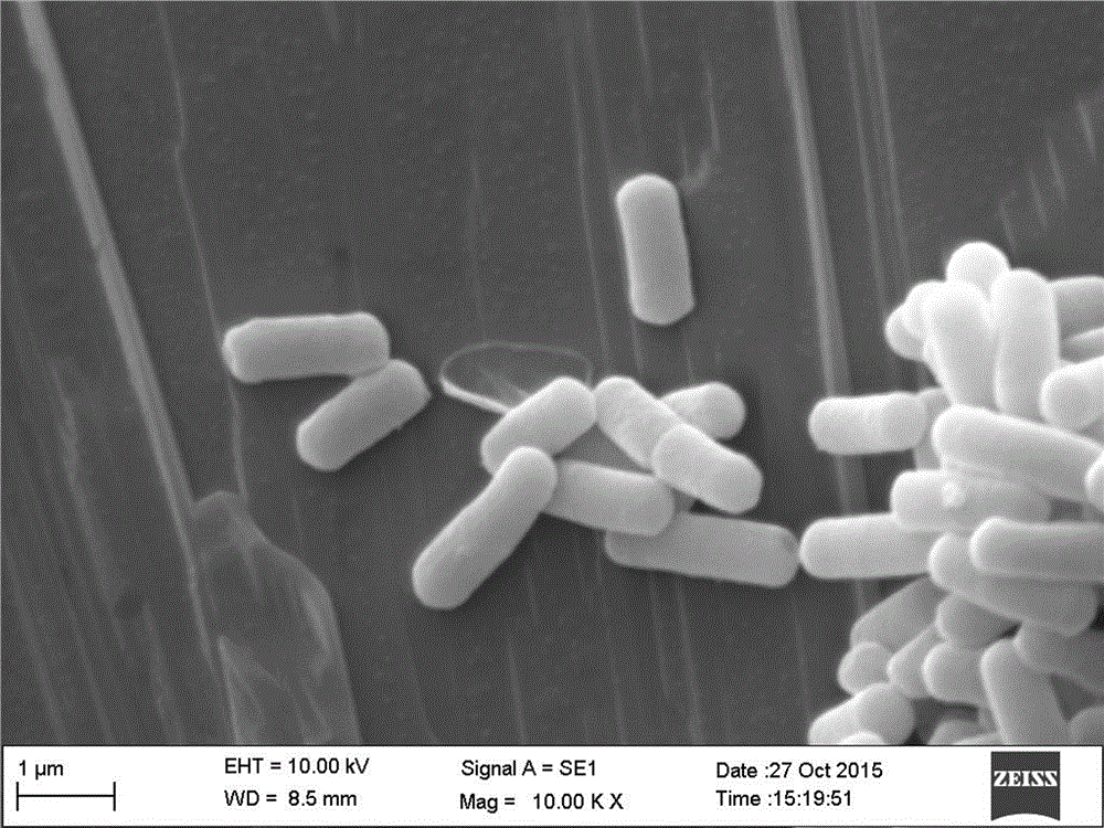 Tequila bacillus and application thereof