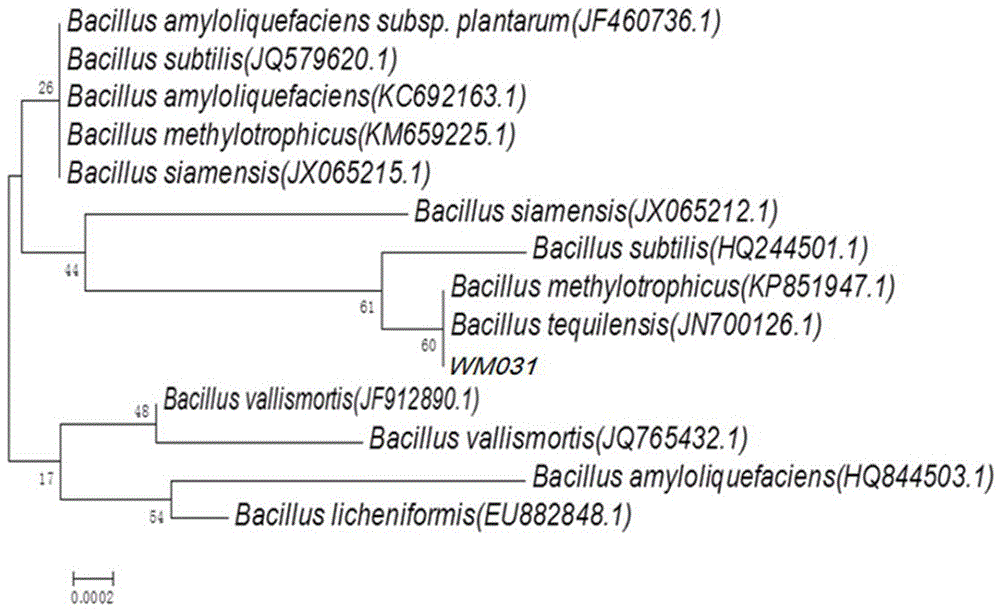 Tequila bacillus and application thereof