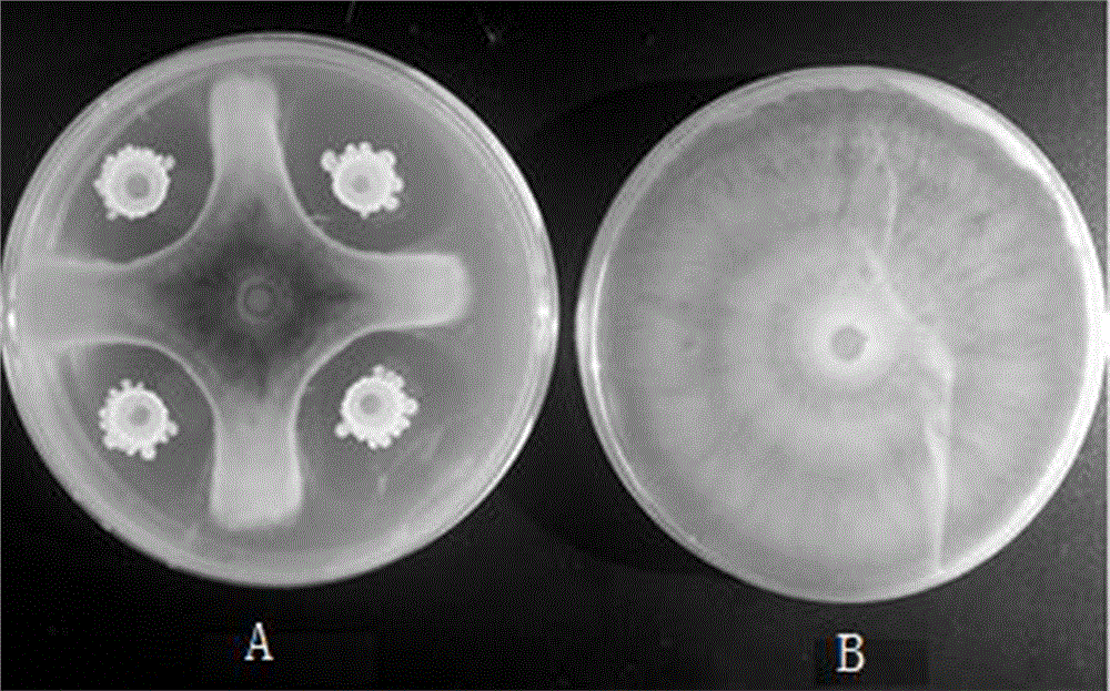 Tequila bacillus and application thereof