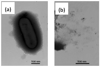 BiOI composite material and preparation method and application of BiOI composite material