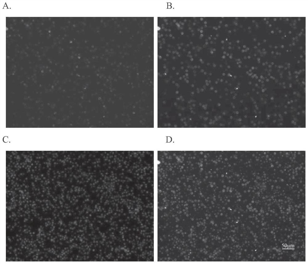 A peptide targeting and recognizing immune cells and its application