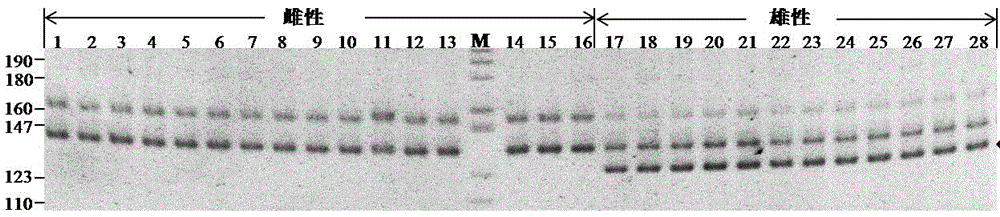 Micro-satellite marker and specific primer for identifying female and male individuals of pseudobagrus ussuriensis and application