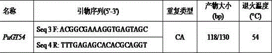 Micro-satellite marker and specific primer for identifying female and male individuals of pseudobagrus ussuriensis and application