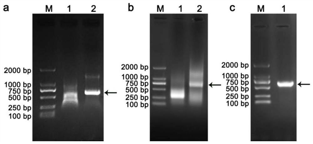 Loquat flower organ development related transcription factor ejpi protein and its coding gene and application