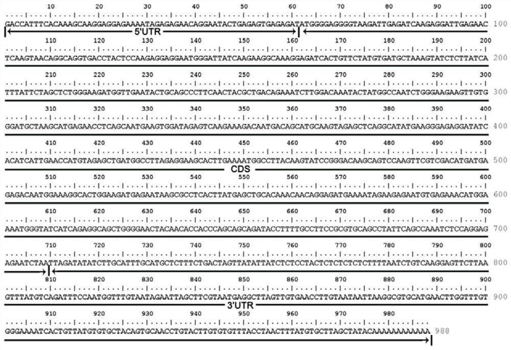 Loquat flower organ development related transcription factor ejpi protein and its coding gene and application