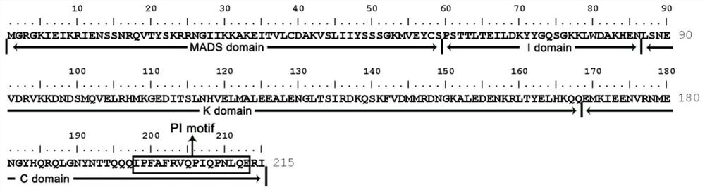 Loquat flower organ development related transcription factor ejpi protein and its coding gene and application