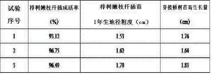 Method for improving reproduction efficiency of catalpa bungei grafted seedlings