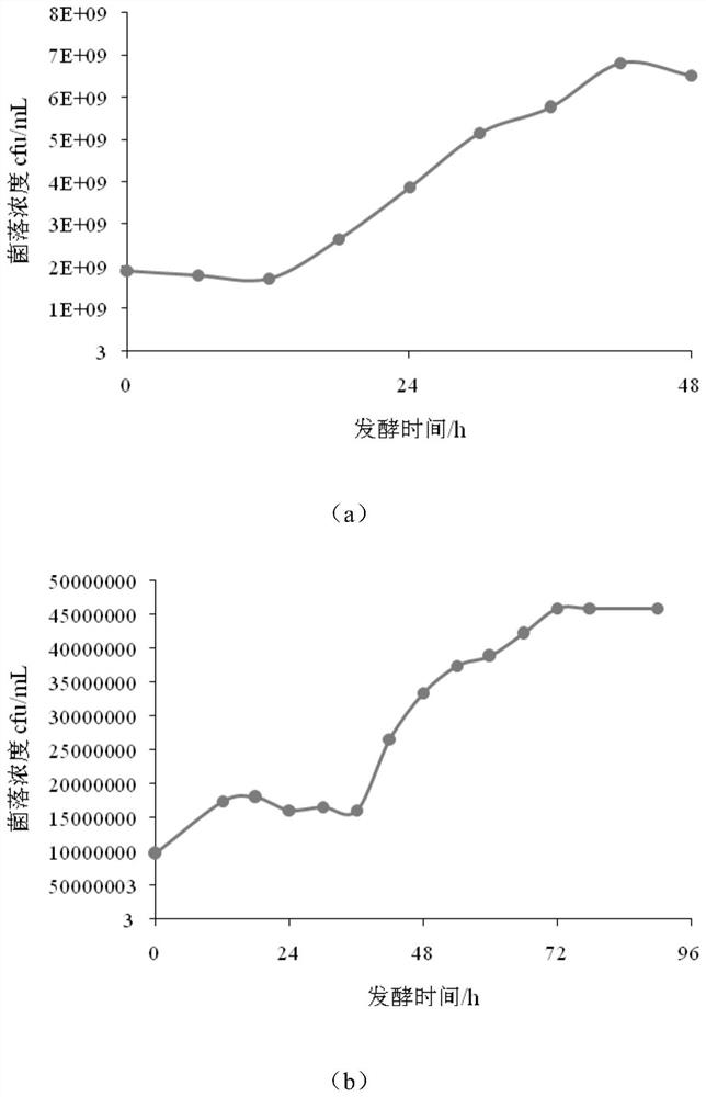 Viable bacteria type aronia melanocarpa fermented juice and processing method thereof