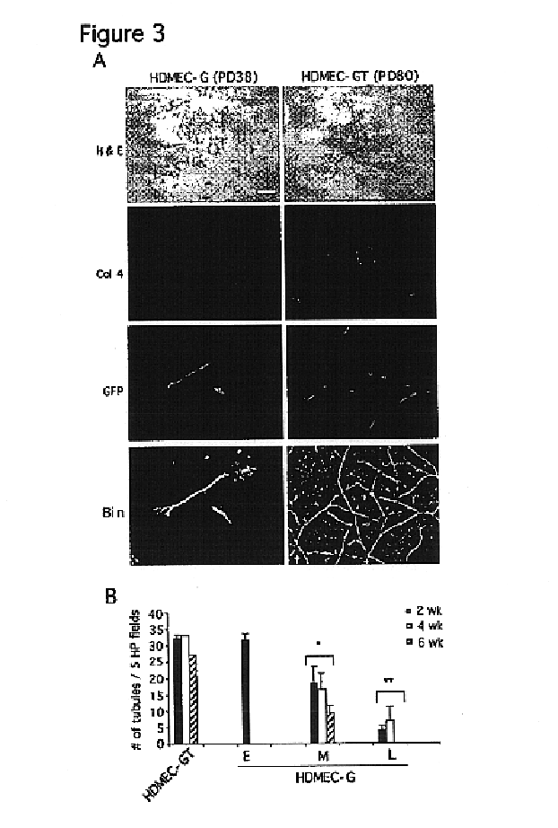 Vivo assay for anti angiogenic compounds