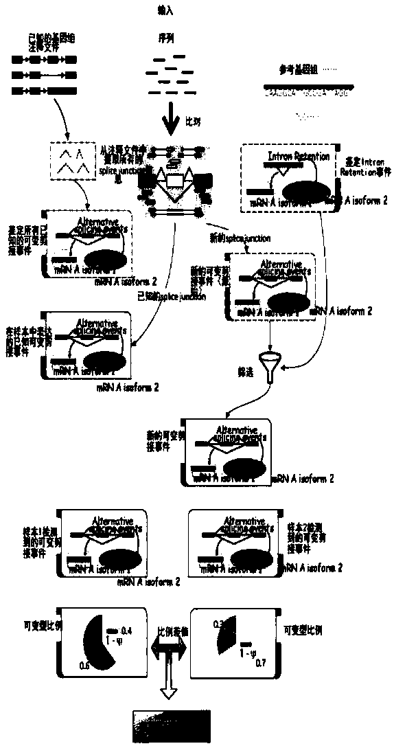 Eucaryon alternative splicing analysis method and system based on RNA-seq data