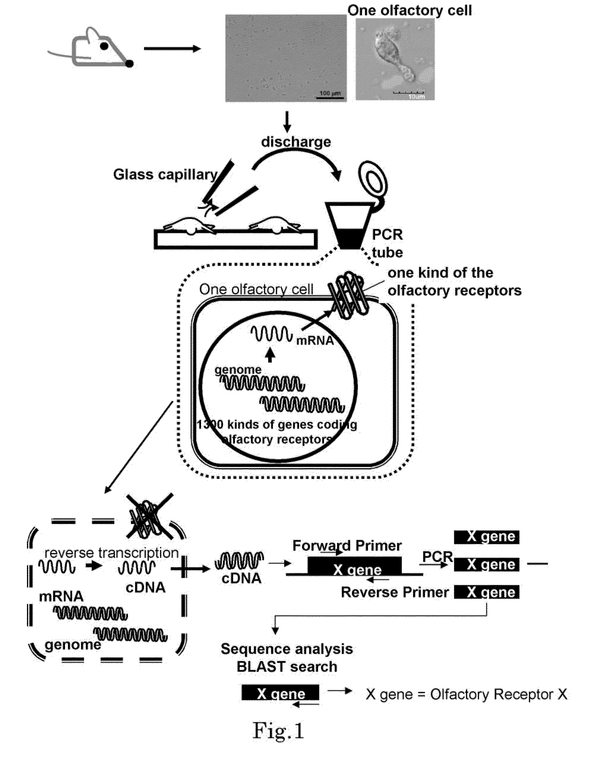 Method for identifying olfactory receptor included in one olfactory cell