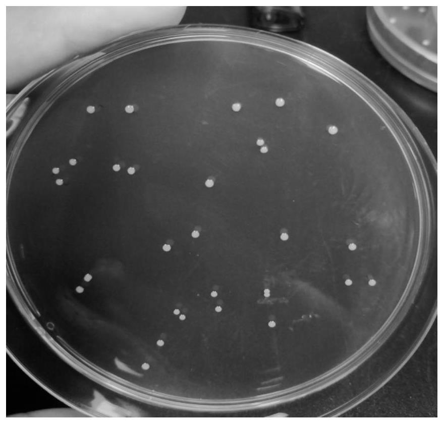 Enterococcus faecalis for treating colitis