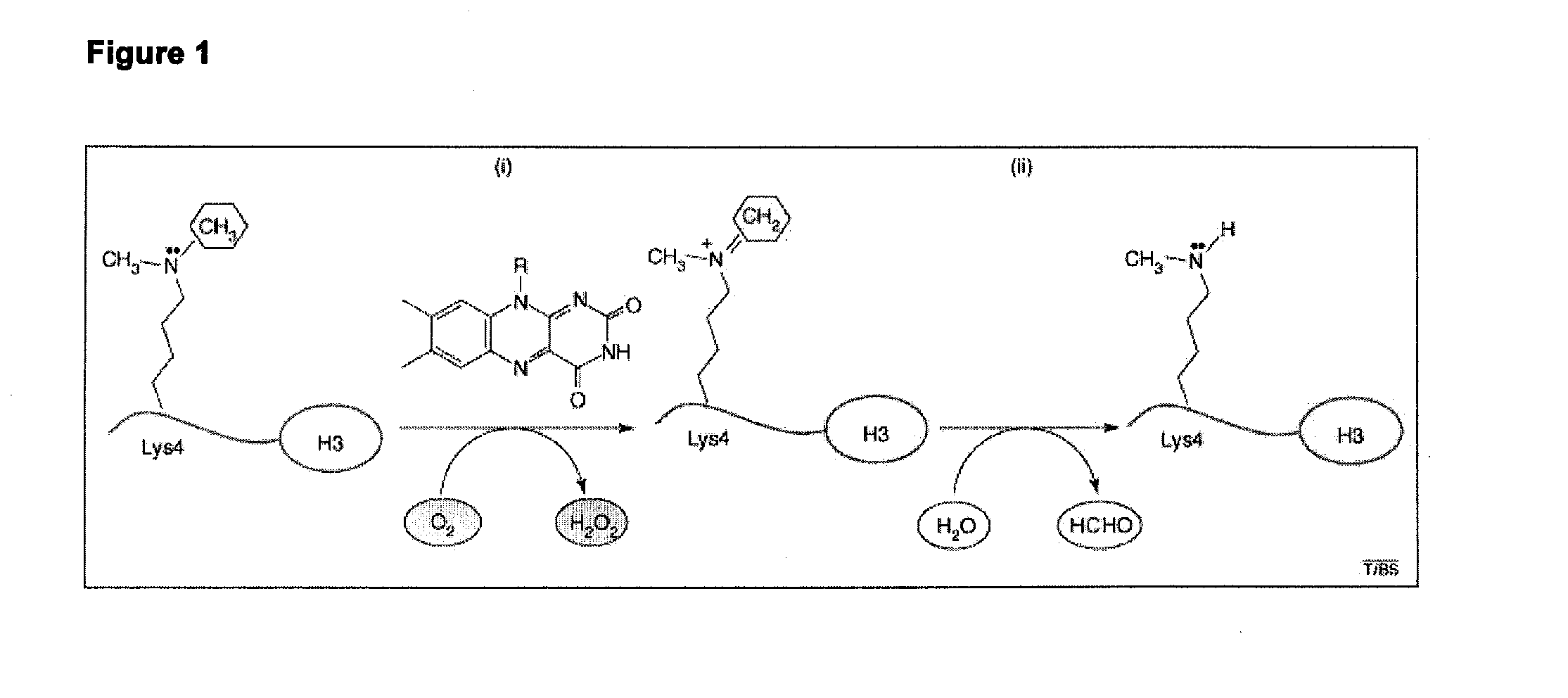 Transgenic lsd1 animal model for cancer