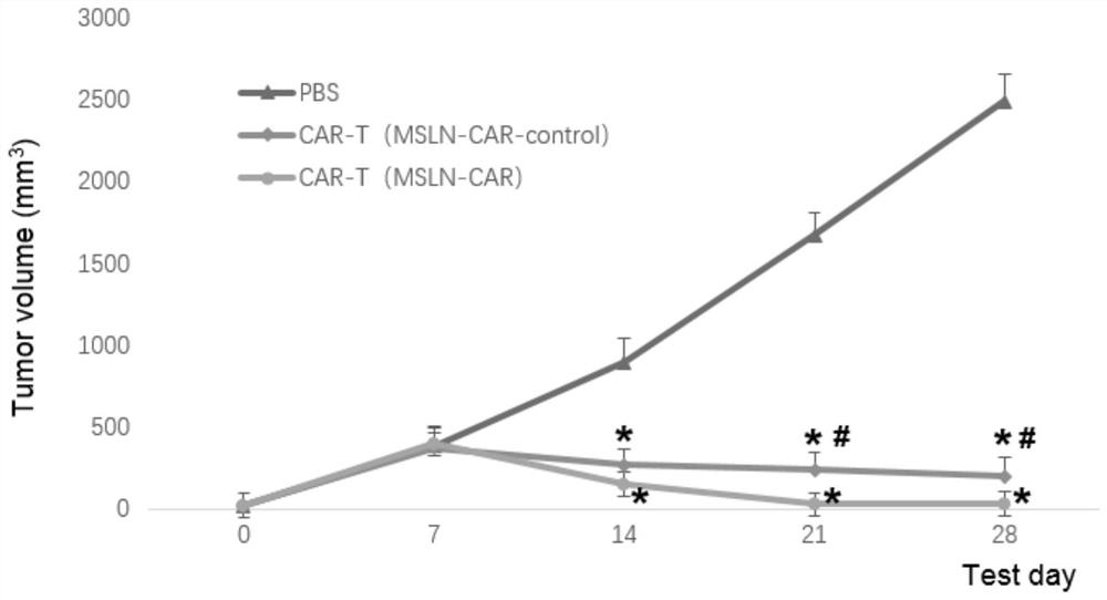 Chimeric antigen receptors targeting msln