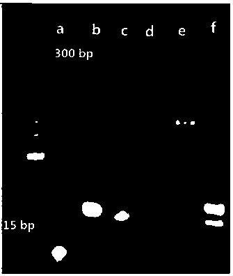 Analysis method of constructed Z-shaped photoelectric adaptor based on DNAWalker signal amplification