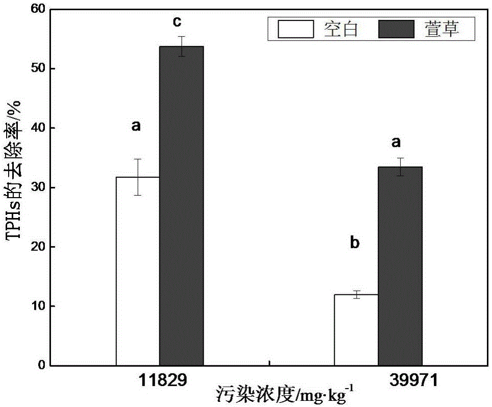 Method for restoring petroleum hydrocarbon polluted soil through wild ornamental plant day lilies