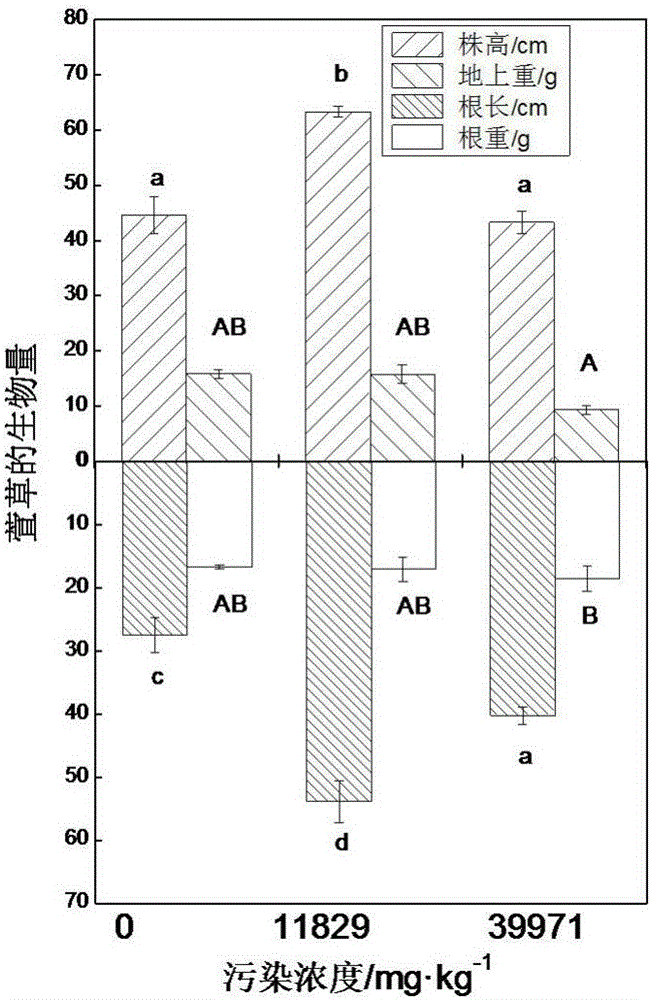 Method for restoring petroleum hydrocarbon polluted soil through wild ornamental plant day lilies