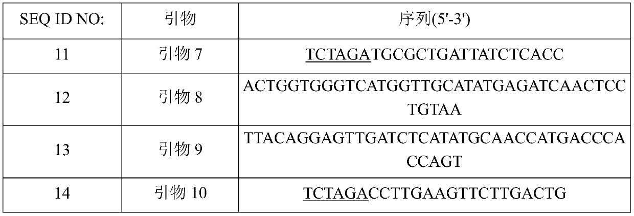 Novel o-succinyl homoserine transferase mutant and method for producing o-succinyl homoserine using same