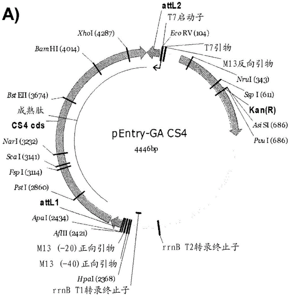 Variants having glucoamylase activity