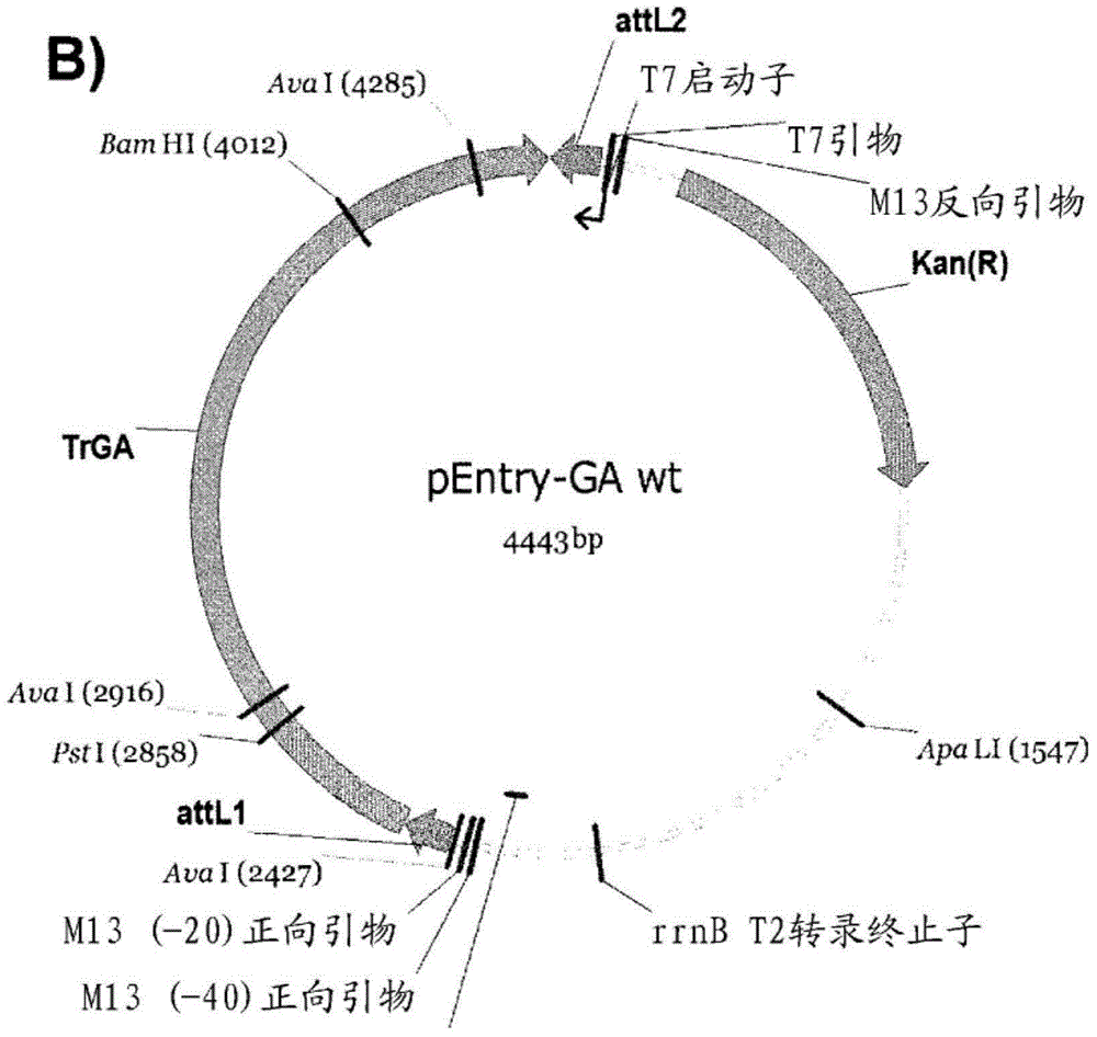 Variants having glucoamylase activity