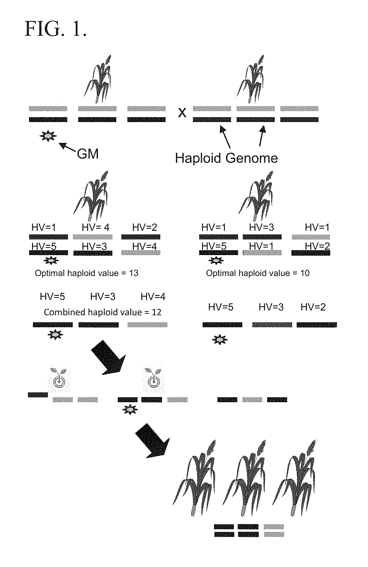 Selection based on optimal haploid value to create elite lines