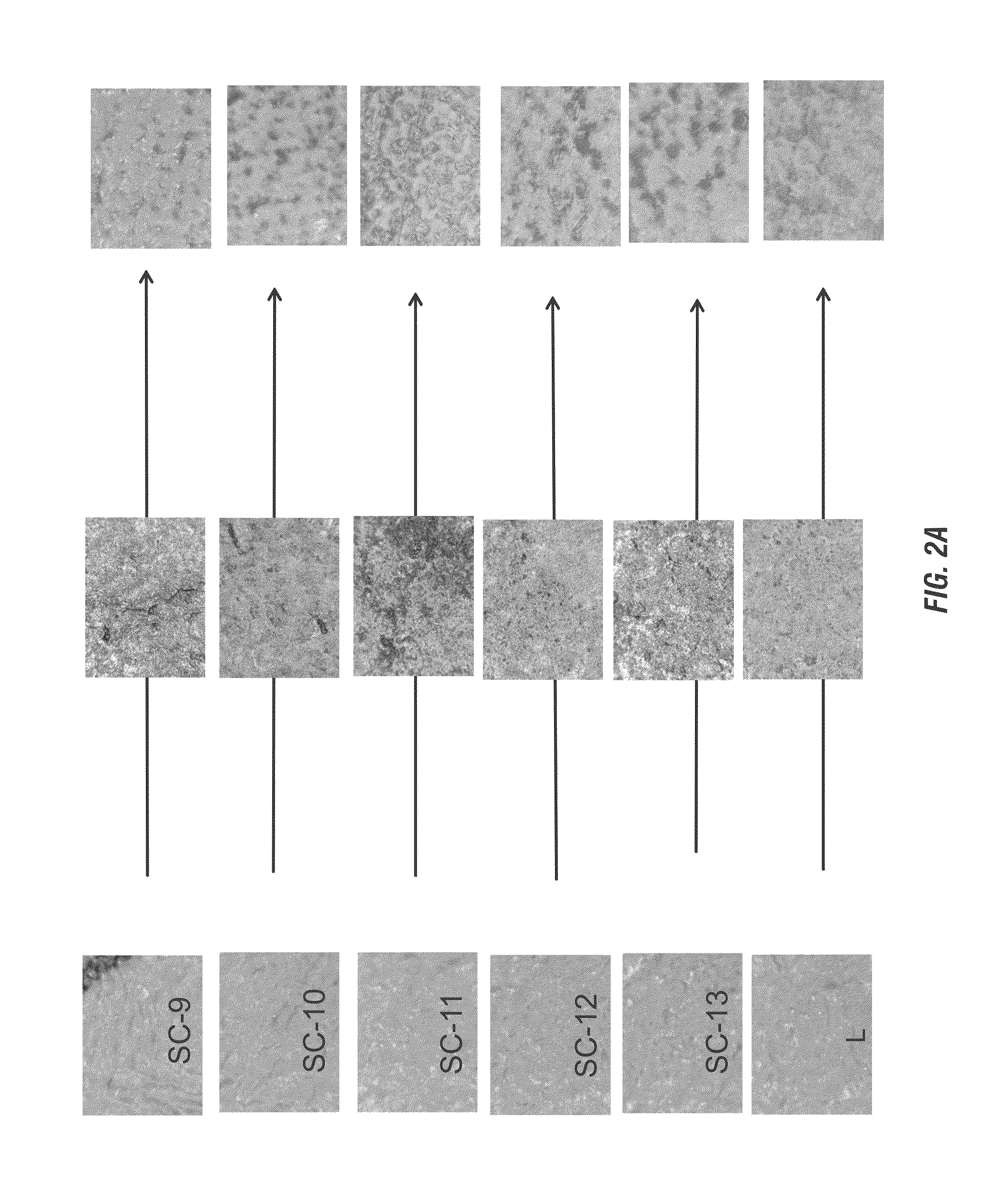 Leather and/or vinyl cleaner and moisturizer and method of making same