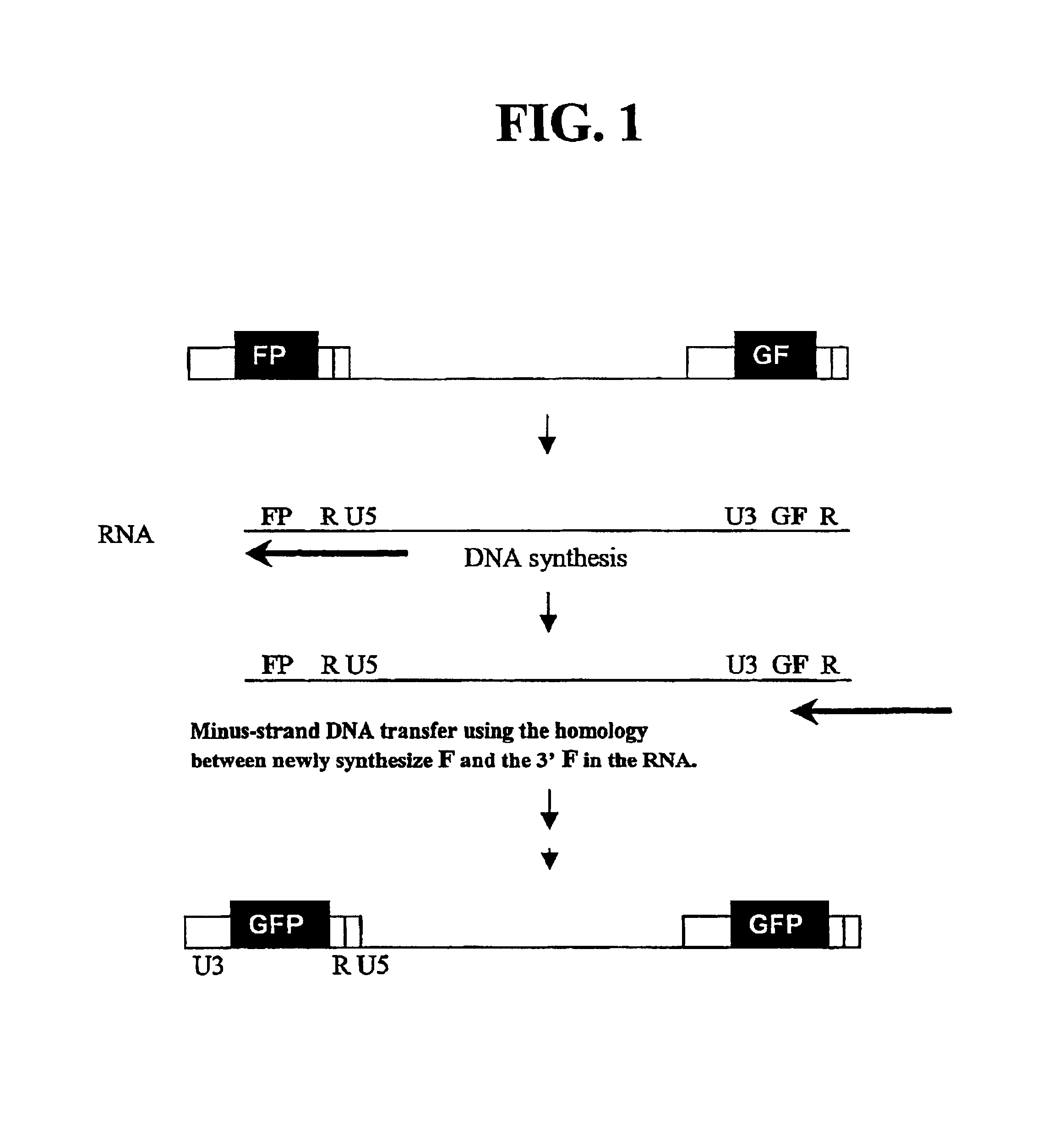 Utilization of non-viral sequences for minus-strand DNA transfer and gene reconstitution