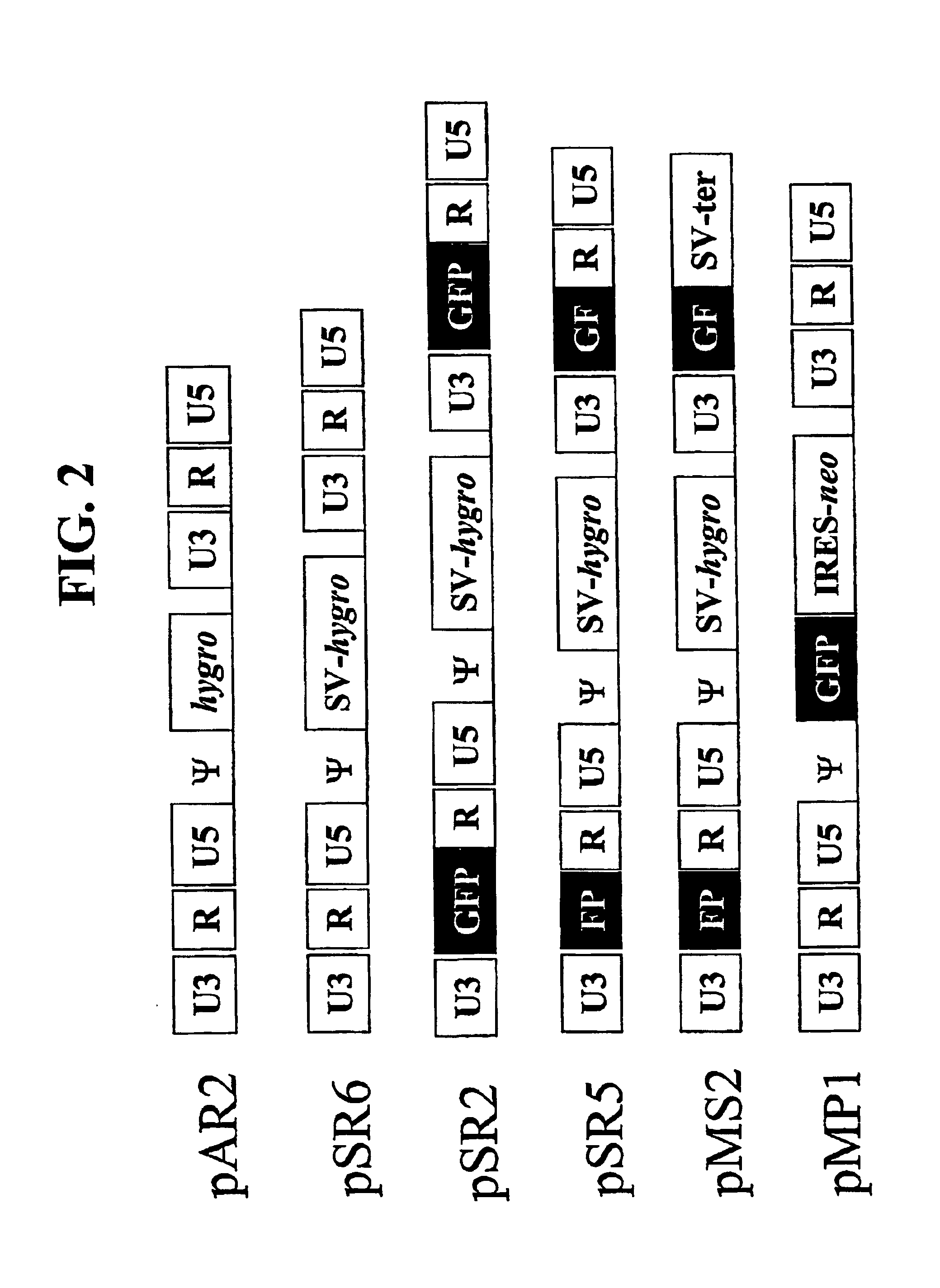 Utilization of non-viral sequences for minus-strand DNA transfer and gene reconstitution