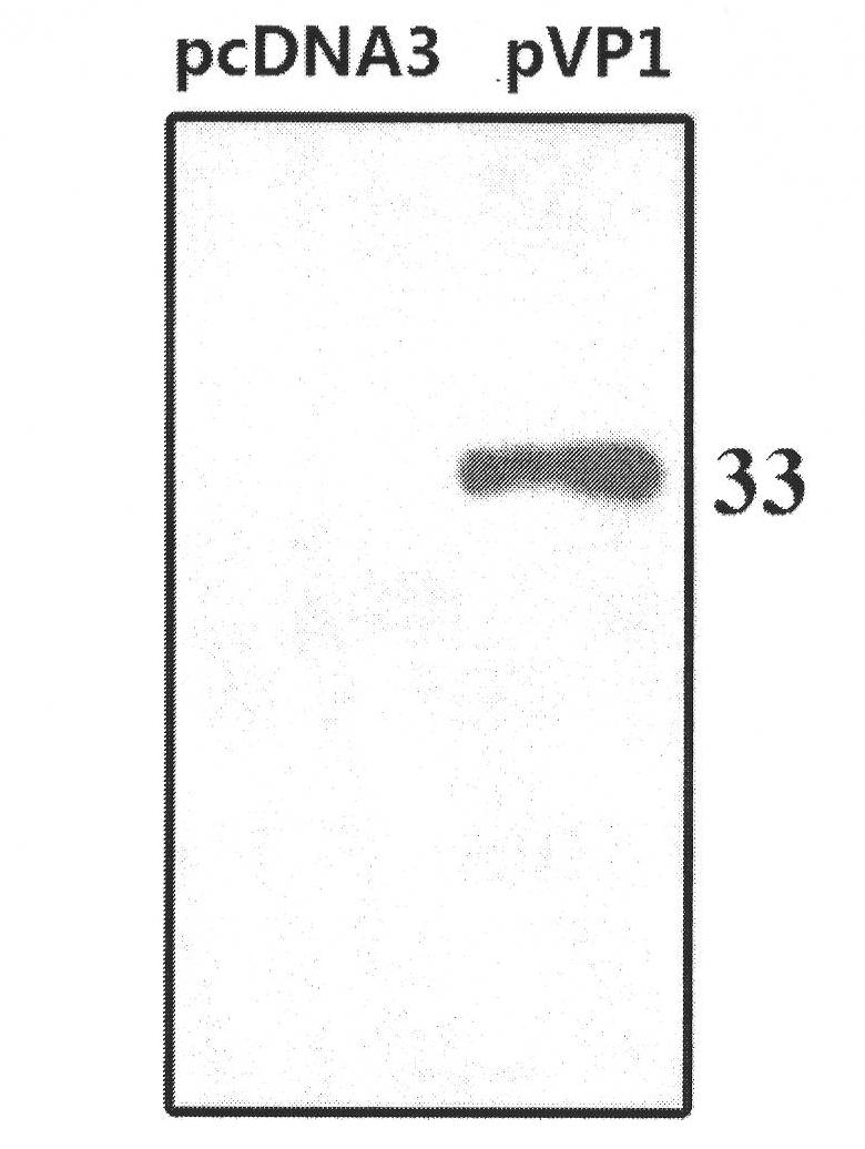 Mucosal adjuvant and its preparation method and use