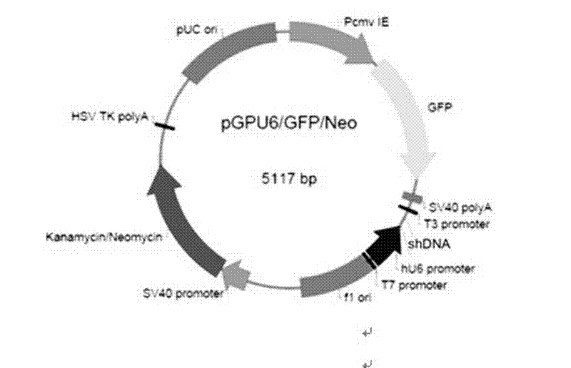 shRNA for specifically reducing human Aurora-A gene expression and application thereof