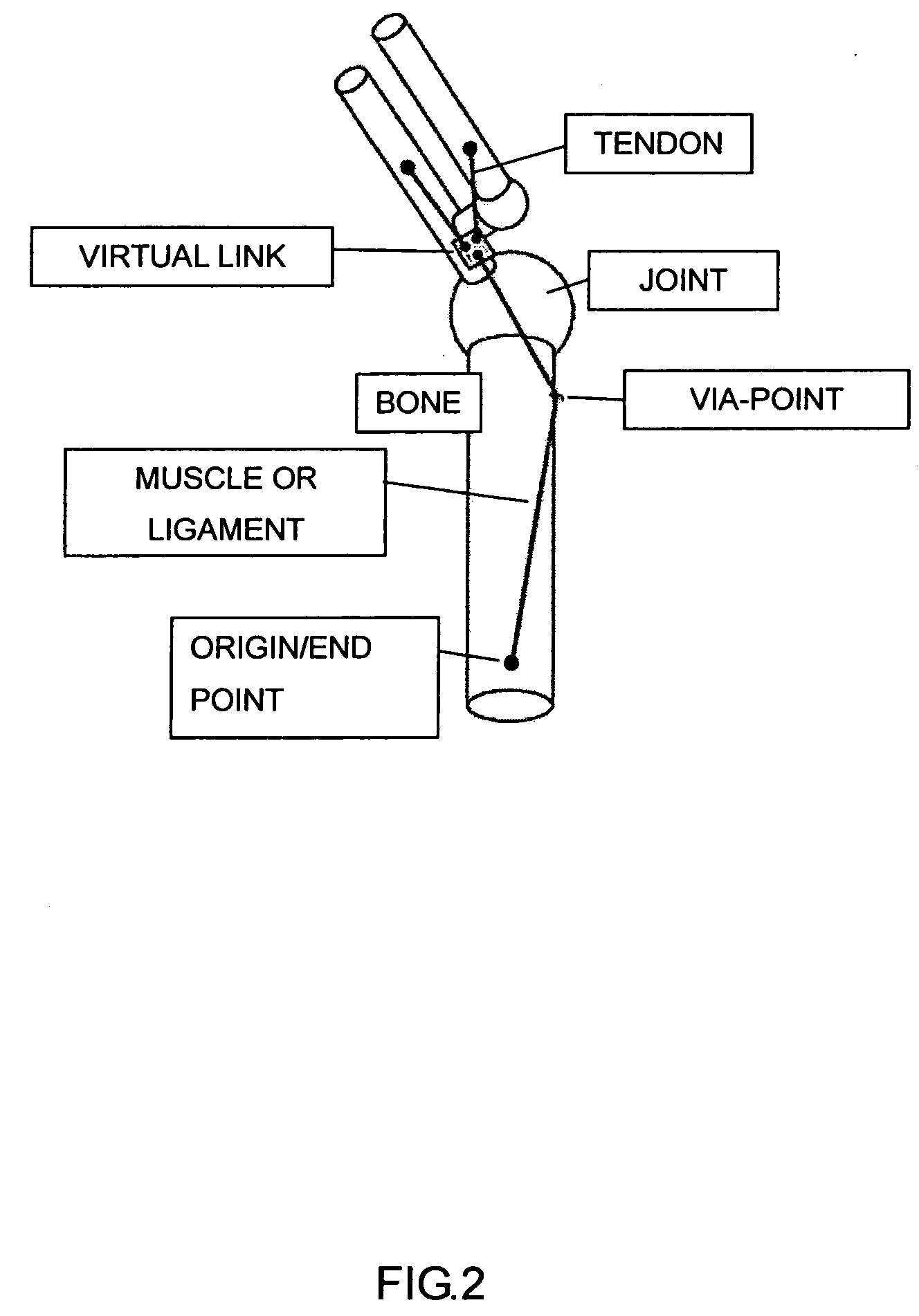 Body mechnics calculating method, body mechanics model, its model data, and body model producing method