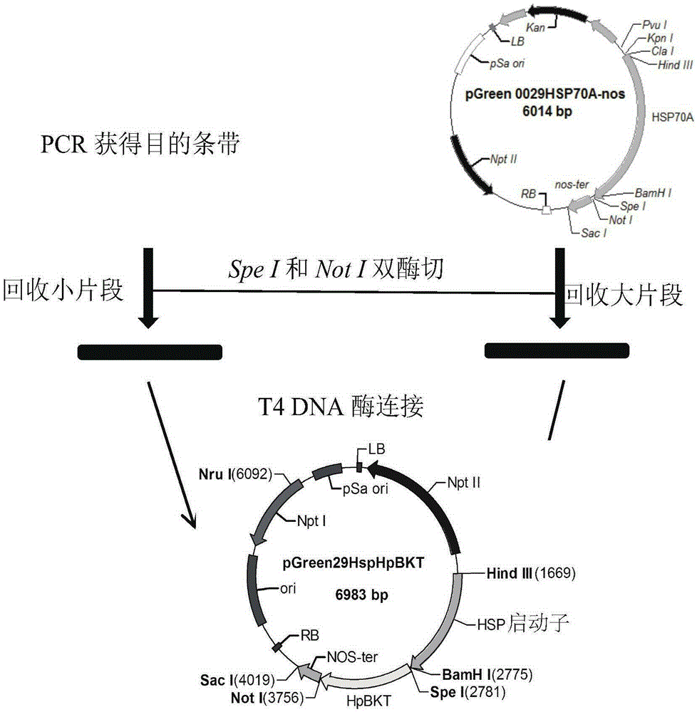 Method for producing astaxanthin by using transgenic microalgae