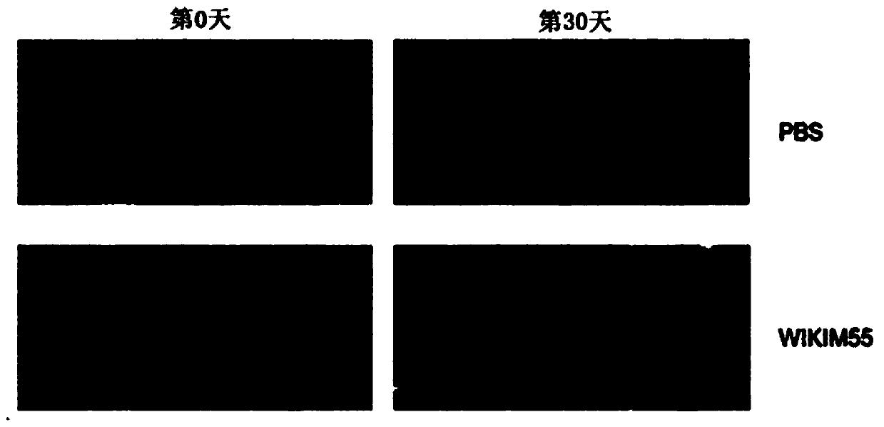 Lactobacillus curvatus wikim55 having activity of promoting hair growth, and composition containing same.