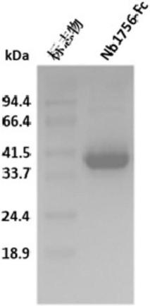 Blocking type PD-L1 camel-source single-domain antibody and use thereof