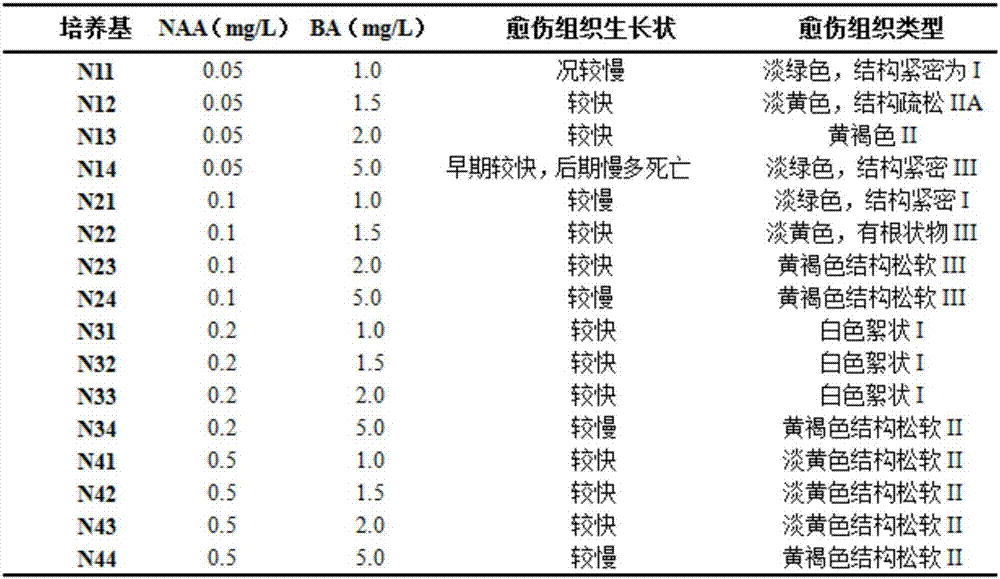 Efficient euonymus fortunei regeneration culture medium group