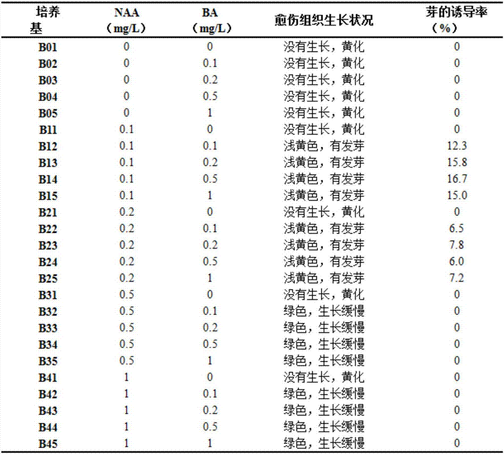 Efficient euonymus fortunei regeneration culture medium group