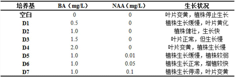 Efficient euonymus fortunei regeneration culture medium group