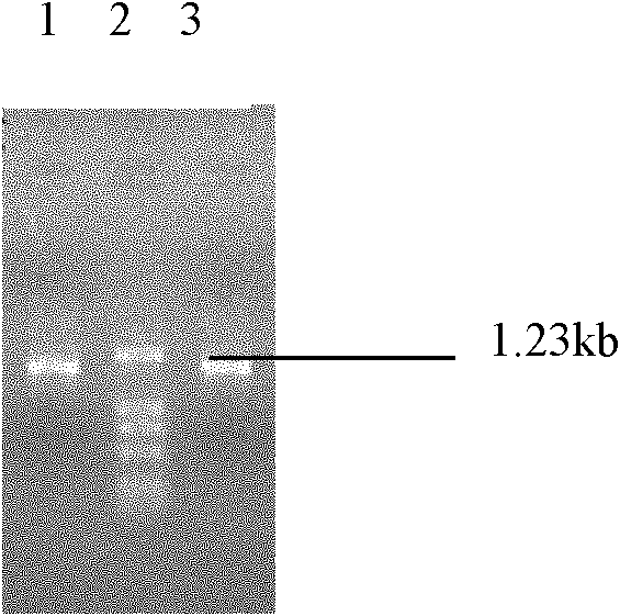 Indirect ELISA kit for detecting avian infectious bronchitis virus antibody