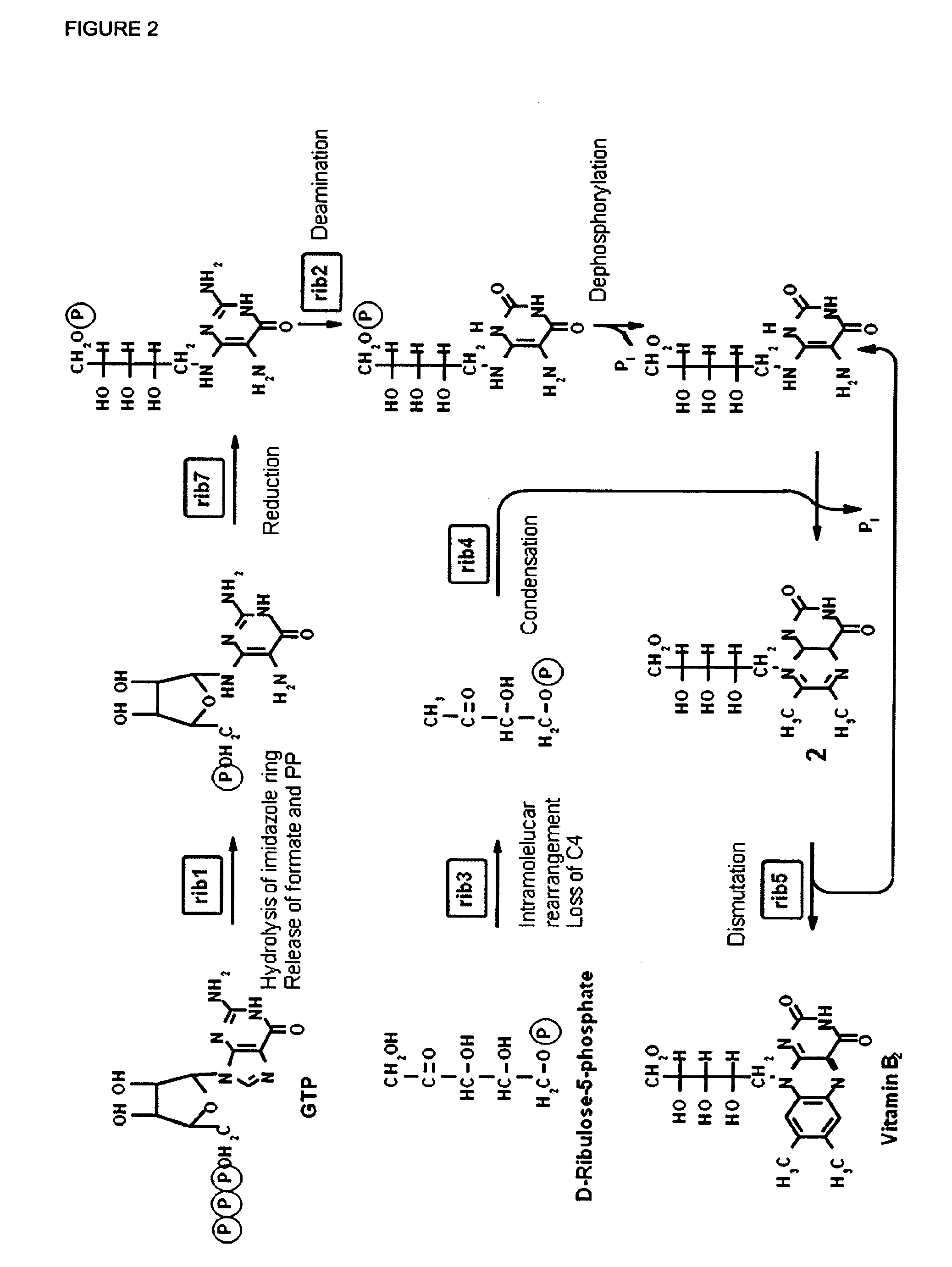 Over-expression of a fatty acid transporter gene and of genes encoding enzymes of the beta-oxidation pathway for higher production of riboflavin via fermentation of eremothecium