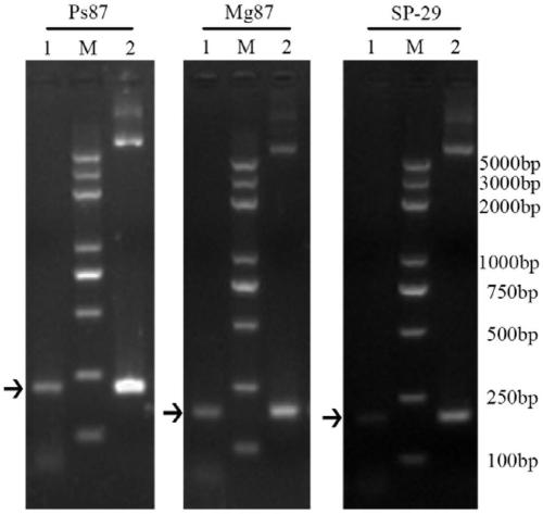 Nosema bombycis hypothetical protein NB29, recombinant expression vector containing nosema bombycis hypothetical protein NB29 and application of recombinant expression vector